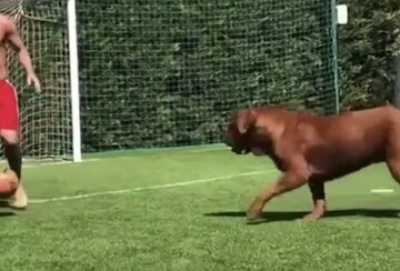 Messi's Dog
